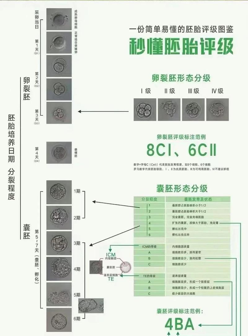广州卵裂胚评分高低怎么看 对试管成功率影响大吗